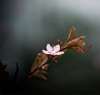 充满想象力的网站流量攻击