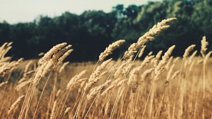 自动攻击网站工具下载